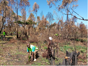 TREE PLANTING, LANDSCAPE RESTORATION AND FOREST MANAGEMENT_1 TREE PLANTING, LANDSCAPE RESTORATION AND FOREST MANAGEMENT_1